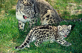 Snow leopard (Panthera uncia) female with kitten on grass, Intimidation stance