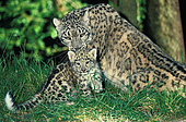 Snow leopard (Panthera uncia) female with kitten on grass