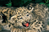 Snow leopard (Panthera uncia) aggressive kitten