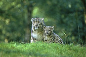 Snow leopard (Panthera uncia) female with kitten on grass