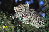 Snow leopard (Panthera uncia) kitten calling