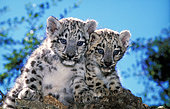 Snow leopard (Panthera uncia) kittens