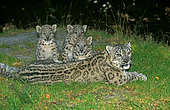 Snow leopard (Panthera uncia) female with kittens on grass