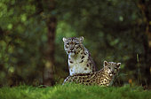 Snow leopard (Panthera uncia) female with kitten