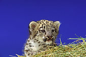Snow leopard (Panthera uncia) kitten on blue background
