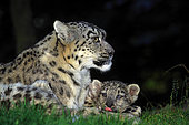 Snow leopard (Panthera uncia) female with kitten