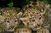 Snow leopard (Panthera uncia) kittens