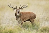 Red Deer (Cervus elaphus) bellowing in the grass, Richmond Park England