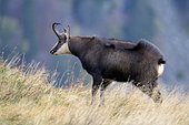 Chamois (Rupicapra rupicapra), chamois standing and shaking in a mountain meadow, Vosges, France, Europe