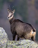 Chamois (Rupicapra rupicapra), chamois goat, standing behind a lichen-covered rock and securing, Vosges, France, Europe