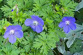 Himalayan Geranium 'Baby Blue', Geranium himalayense 'Baby Blue', flowers