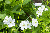 Wild geranium 'Album', Geranium maculatum 'Album', flowers