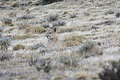 Puma (Puma concolor), female individual, Torres del Paine National Park, Magallanes Region and Chilean Antarctica, Chile