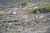 Puma (Puma concolor), female individual, Torres del Paine National Park, Magallanes Region and Chilean Antarctica, Chile