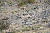 Puma (Puma concolor), resting female, Torres del Paine National Park, Magallanes Region and Chilean Antarctica, Chile
