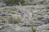 Puma (Puma concolor), female individual, Torres del Paine National Park, Magallanes Region and Chilean Antarctica, Chile