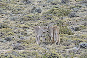Puma (Puma concolor), encounter between two females of the same family group, Torres del Paine National Park, Magallanes Region and Chilean Antarctica, Chile