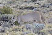 Puma (Puma concolor), female individual feeding on the carcass of a guanaco, Torres del Paine National Park, Magallanes Region and Chilean Antarctic, Chile