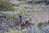 Puma (Puma concolor), female individual feeding on the carcass of a guanaco, Torres del Paine National Park, Magallanes Region and Chilean Antarctic, Chile