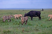 Lioness (Panthera leo), in the savanna, attack of a female buffalo, Masai Mara National Reserve, National Park, Kenya,