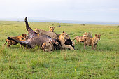 Lioness (Panthera leo), in the savanna, attack of a female buffalo, the kiss of death by axphyxiation by obstructing the muzzle and nostrils, Masai Mara National Reserve, National Park, Kenya