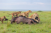 Lioness (Panthera leo), in the savanna, attack of a female buffalo, the kiss of death by axphyxiation by obstructing the muzzle and nostrils, Masai Mara National Reserve, National Park, Kenya