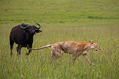 Lioness (Panthera leo), in the savanna, attack of a female buffalo, Masai Mara National Reserve, National Park, Kenya,