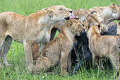 Lioness (Panthera leo), in the savanna, attack of a female buffalo, Masai Mara National Reserve, National Park, Kenya,