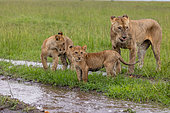 Babies lion (Panthera leo), in savanna, in the water after the rain, Masai Mara National Reserve, National Park, Kenya