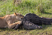 Lioness (Panthera leo), in the savanna, feeding on a crocodile, Masai Mara National Reserve, National Park, Kenya