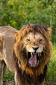 Lion (Panthera leo), grinning in the savanna, Masai Mara National Reserve, National Park, Kenya