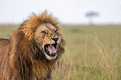 Lion (Panthera leo), walking in the grass by rolling up the lips to register the pheromones of female in heat with her Jacobson glands, Flehmen reaction, Masai Mara National Reserve, National Park, Kenya