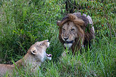 Lions (Panthera leo) mating in the savanna, Masai Mara National Reserve, National park, Kenya