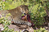 Leopard (Panthera pardus pardus), in a tree with his prey ( Impala), Masai Mara National Reserve, National Park, Kenya