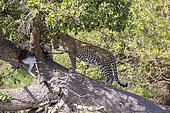Leopard (Panthera pardus pardus), in a tree with his prey ( Impala), Masai Mara National Reserve, National Park, Kenya