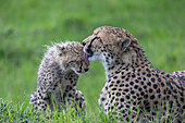 Cheetah (Acinonyx jubatus), Mother and Young , in the grass, Masai Mara National Reserve, National Park, Kenya