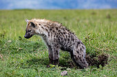 Spotted hyena (Crocuta crocuta), babies near by the den, Masai Mara National Reserve, National Park, Kenya