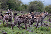 Spotted hyena (Crocuta crocuta), adult, in the savanna, fight for bones, Masai Mara National Reserve, National Park, Kenya