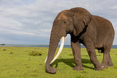 African Savannah Elephant or Savannah Elephant (Loxodonta africana), moves in the savannah, just eating, old male, Masai Mara National Reserve, National Park, Kenya