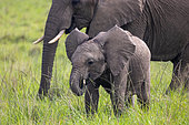 African Savannah Elephant or Savannah Elephant (Loxodonta africana),mother and baby moves in the savanna, Masai Mara National Reserve, National Park, Kenya