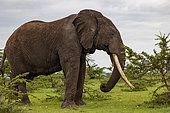 African Savannah Elephant or Savannah Elephant (Loxodonta africana), moves in the savannah ,just eating, old male, Masai Mara National Reserve, National Park, Kenya