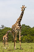 Giraffe (Giraffa camelopardalis), mother with baby in the savannah, Masai Mara National Reserve, National Park, Kenya