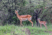 Impala (Aepyceros melampus), femelle avec son jeune, en alerte à cause d'un prédateur, Réserve nationale du Masai Mara, Parc national, Kenya