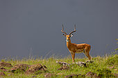 Impala (Aepyceros melampus), adult male, Masai Mara National Reserve, National Park, Kenya