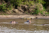 Nile Crocodile (Crocodylus niloticus), resting by the Mara River near by Common Hippo, Masai Mara National Reserve, National Park, Kenya