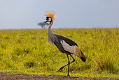 black crowned crane (Balearica pavonina), foraging for food in the savanna, Masai Mara National Reserve, National Park, Kenya