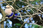 Blue-bellied Roller (Coracias cyanogaster) on a branch, Parc aux oiseaux, Ain, France