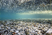 School of Eurasian minnow (Phoxinus phoxinus) on a pebble bottom, spring of the Sorgue, Vauclusian spring, Fontaine de Vaucluse, Provence, France
