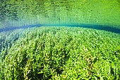 Aquatic vegetation, spring of the Sorgue, Vauclusian spring, Fontaine de Vaucluse, Provence, France