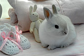 White rabbit, dwarf rabbit, stuffed rabbit and baby bootie